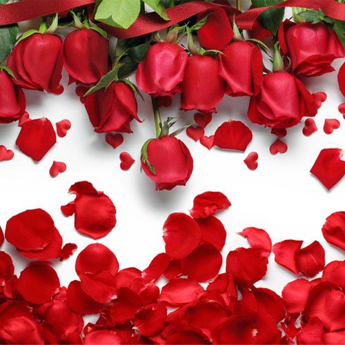 عکس گل رز قرمز مخملی