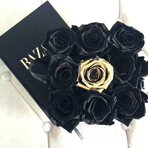  عکس گل رز مشکی برای پروفایل