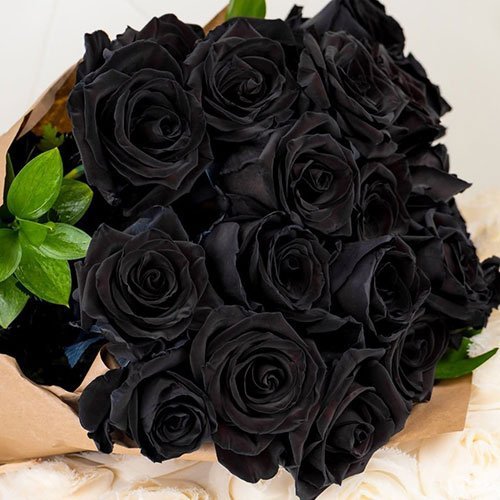  عکس گل رز مشکی برای پروفایل