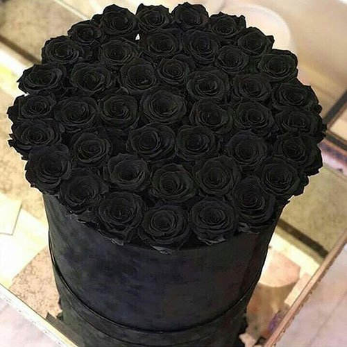  عکس گل رز مشکی برای پروفایل