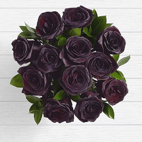  عکس گل رز مشکی برای پروفایل