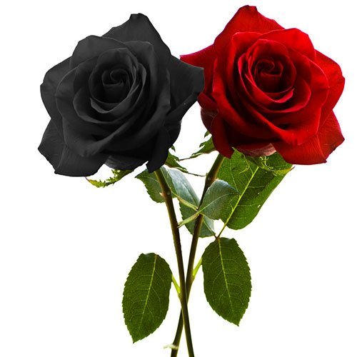  عکس گل رز مشکی برای پروفایل