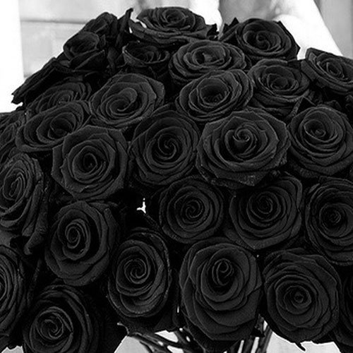 عکس گل رز مشکی برای پروفایل