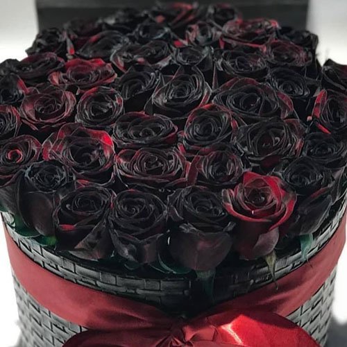  عکس گل رز مشکی برای پروفایل