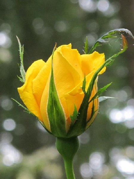  عکس گل رز زرد
