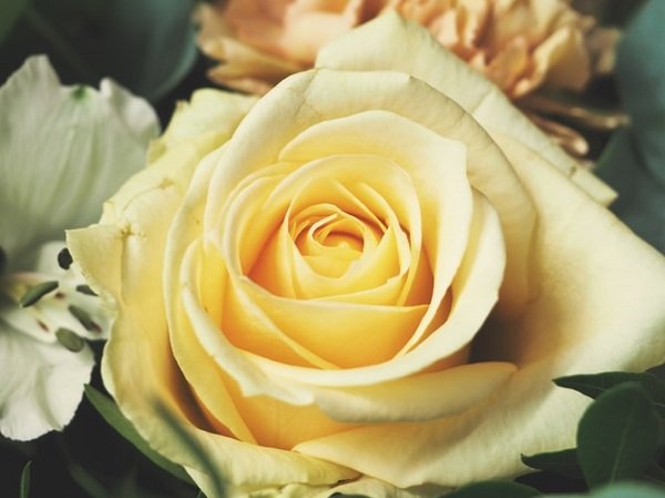  عکس گل رز زرد