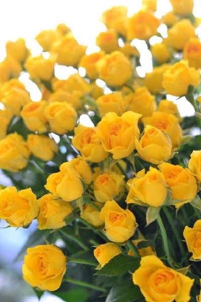  عکس گل رز زرد