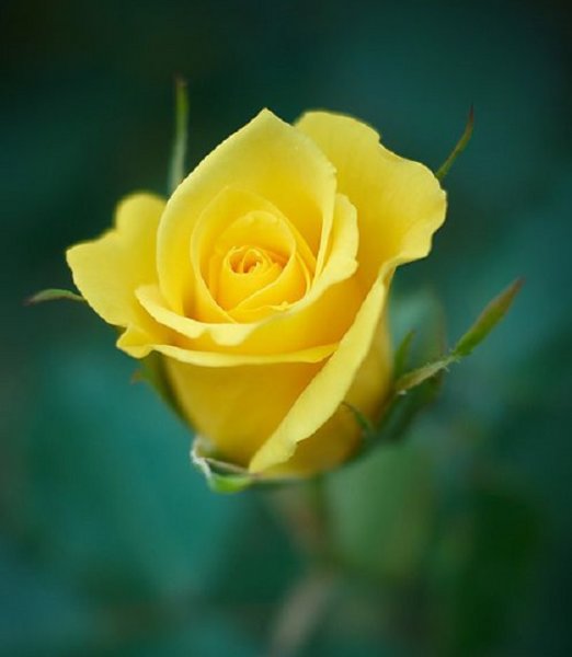  عکس گل رز زرد