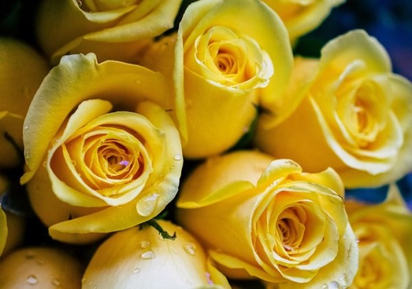  عکس گل رز زرد