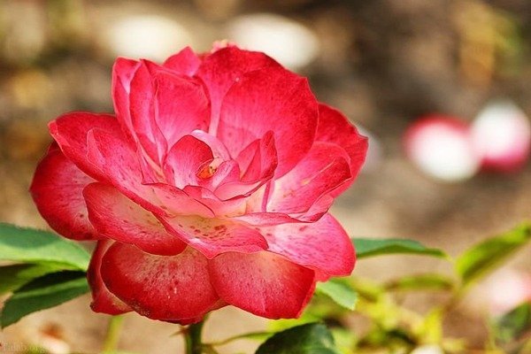  عکس انواع گل رز هلندی