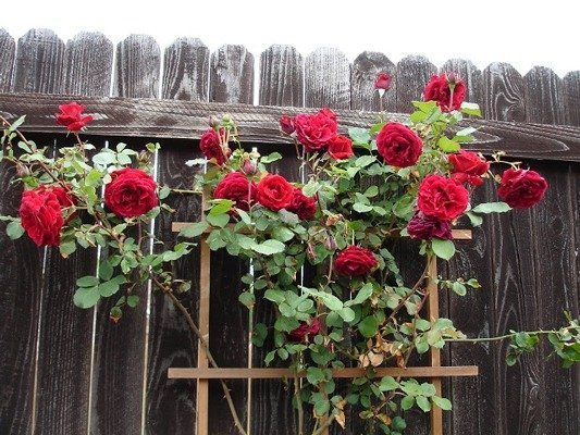  عکس انواع گل رز هلندی