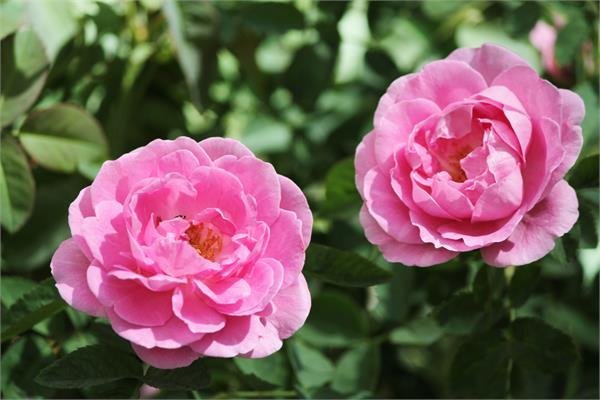  عکس انواع گل رز هلندی