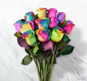  عکس گل رز هلندی هفت رنگ