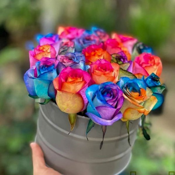  عکس گل رز هلندی هفت رنگ