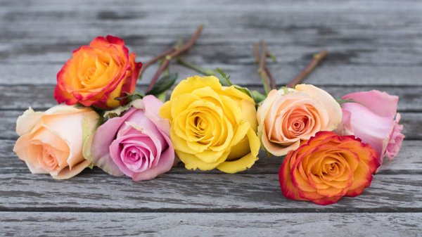  عکس انواع گل هلندی