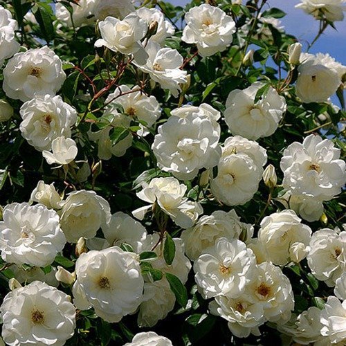  عکس انواع گل هلندی