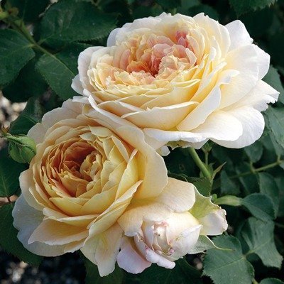  عکس انواع گل هلندی