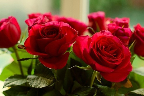  عکس انواع گل هلندی