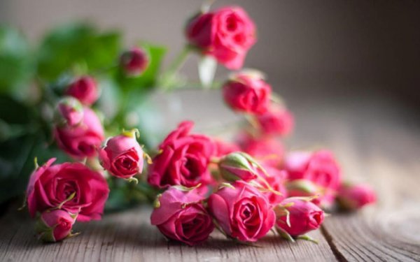  عکس انواع گل هلندی