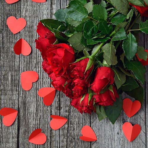  عکس گل رز هلندی قرمز
