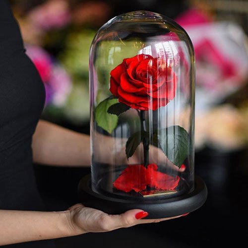  عکس گل رز هلندی قرمز