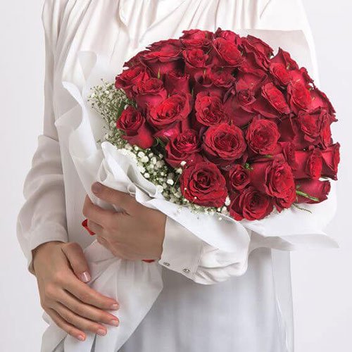  عکس گل رز هلندی قرمز