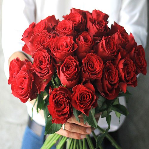  عکس گل رز هلندی قرمز