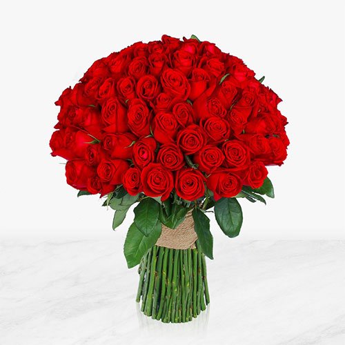  عکس گل رز هلندی قرمز