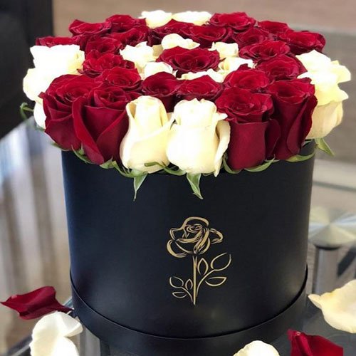  عکس گل رز هلندی قرمز