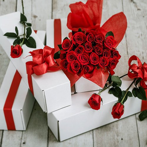  عکس گل رز هلندی قرمز