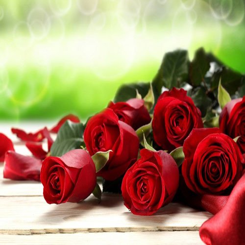  عکس گل رز هلندی قرمز
