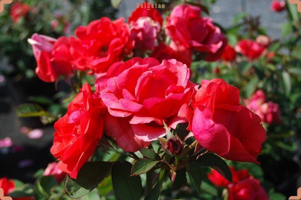  معرفی انواع گل رز با عکس