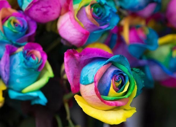 عکس گل هفت رنگ واقعی