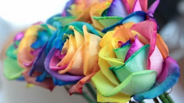  عکس گل هفت رنگ واقعی