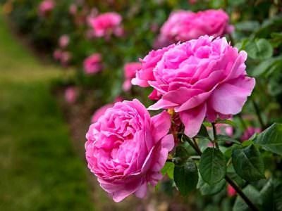  عکس انواع گل رز قرمز