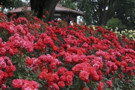  عکس انواع گل رز قرمز