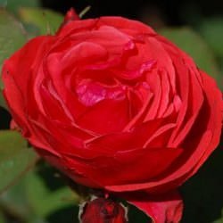  عکس انواع گل رز قرمز