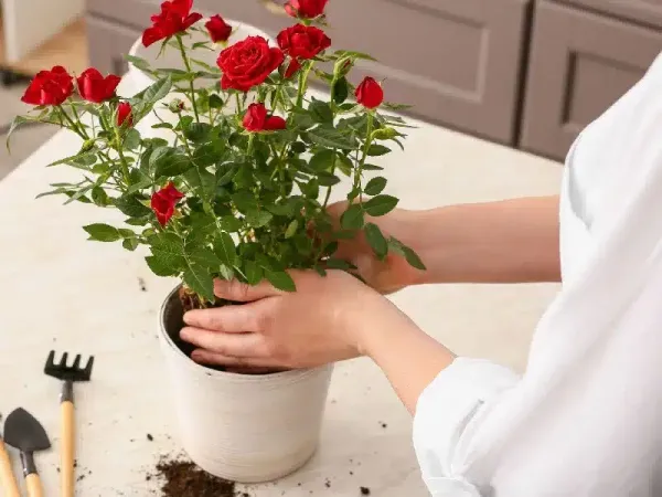  عکس انواع گل رز قرمز