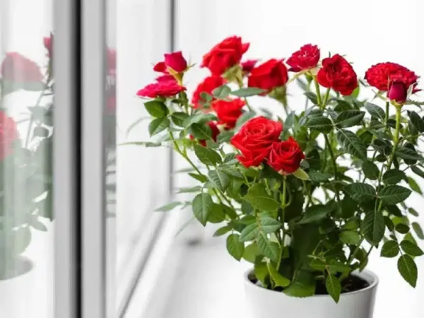  عکس انواع گل رز قرمز