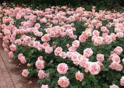  عکس انواع گل رز قرمز