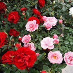  عکس انواع گل رز قرمز