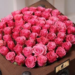  عکس انواع گل رز قرمز