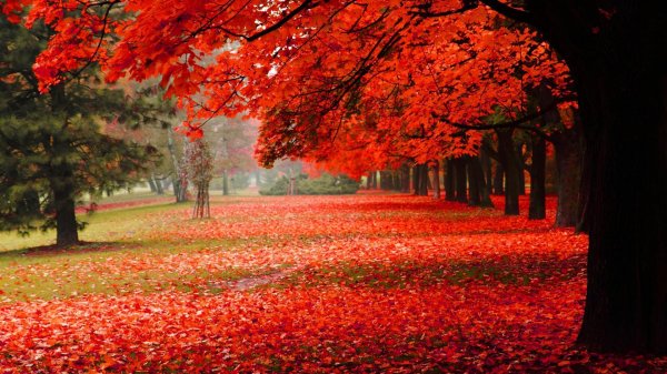  عکس پس زمینه طبیعت آرامش بخش