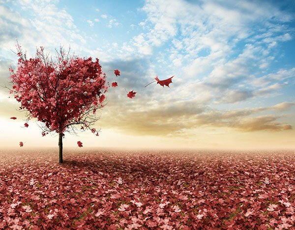 عکس جنگل پاییزی نارنجی