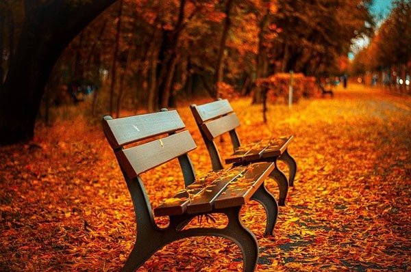 عکس جنگل پاییزی نارنجی
