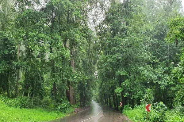  عکس جنگل شمال