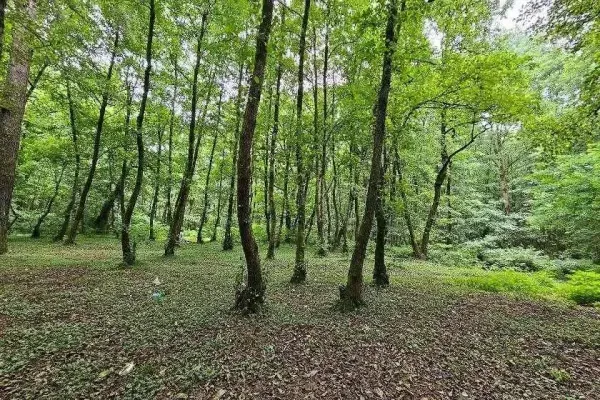  عکس جنگل شمال