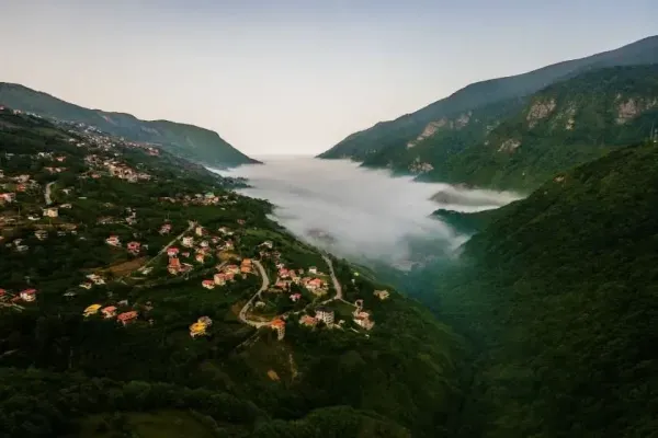  عکس جنگل شمال