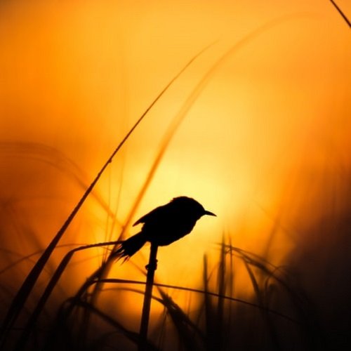  عکس دریا در غروب