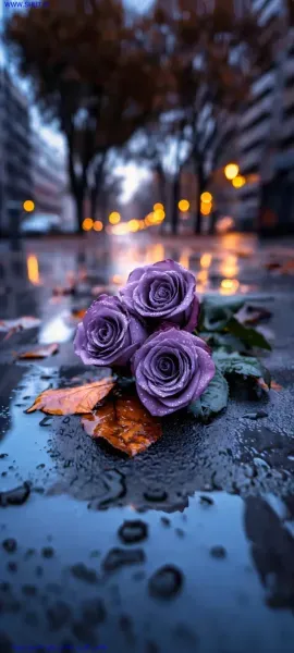  عکس گل بنفش